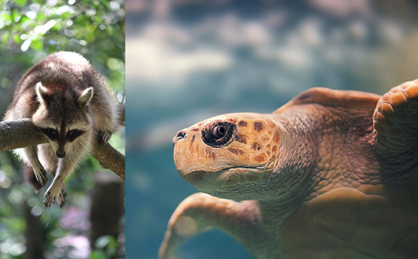 Racoon and turtle in guadeloupe
