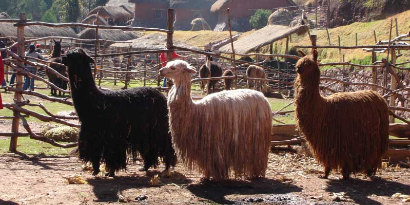 Local llamas