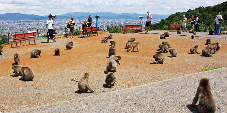 Visiting Iwatayama Monkey Park