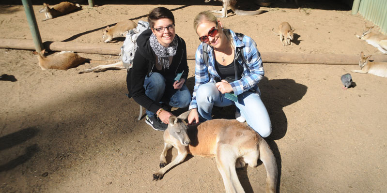 Meeting kangaroos in the Blue Mountains