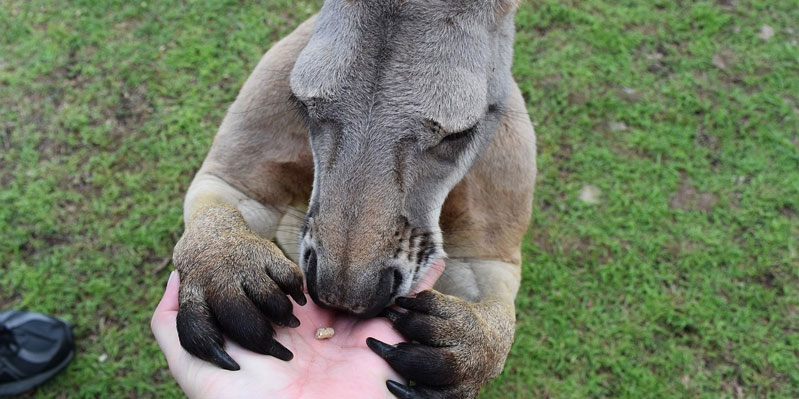 Feeding a kangaroo