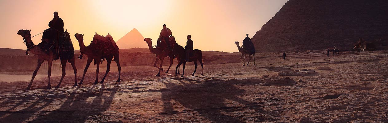 Camels and pyramids in Cairo, Egypt